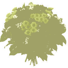 Piękny bukiet gerberów